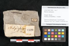 Foto (Objekt + Etikett) von Myrsine radobojana  (NHMW-GEO-2024-0188-11429)